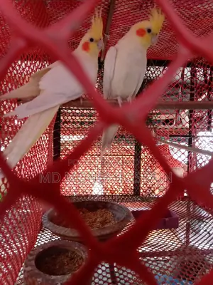 Cockatiel Bird/কোকাটেল পাখি
