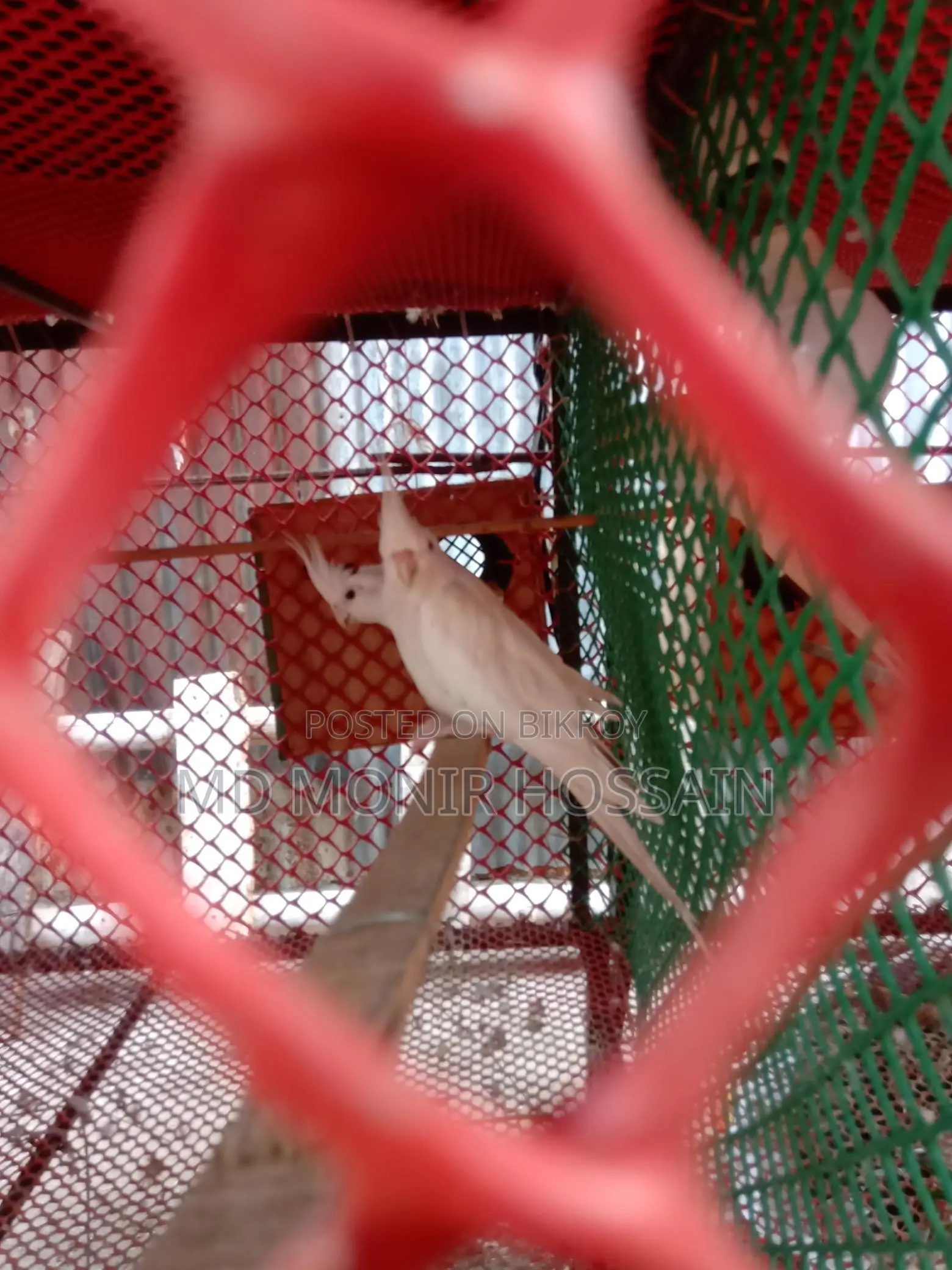 Cockatiel Bird/কোকাটেল পাখি