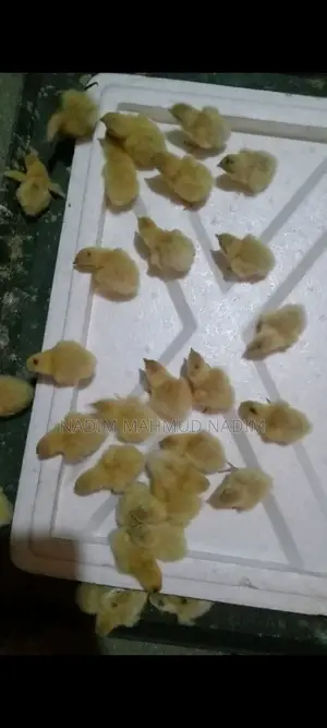 ইউরোপিয়ান কোয়েল পাখির বীজ ডিম