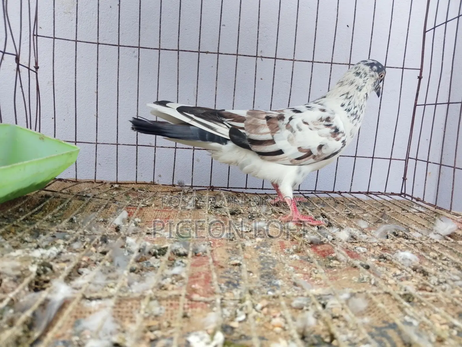 Running Pigeons for Sale