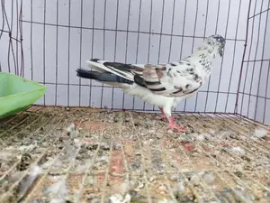 Running Pigeons for Sale