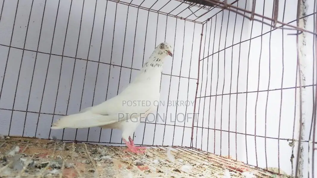 Running Pigeons for Sale
