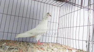 Running Pigeons for Sale