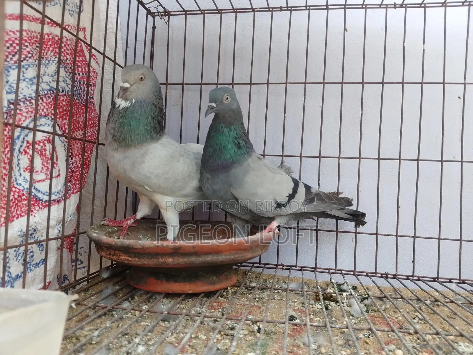 Running Pigeons for Sale