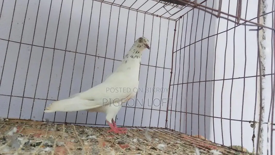 Running Pigeons for Sale
