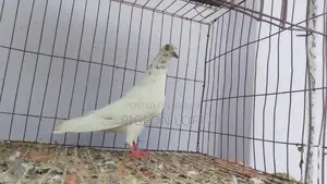 Running Pigeons for Sale