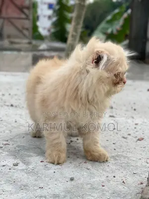 Scottish Persian three code
