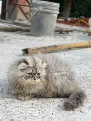 Scottish Persian three code