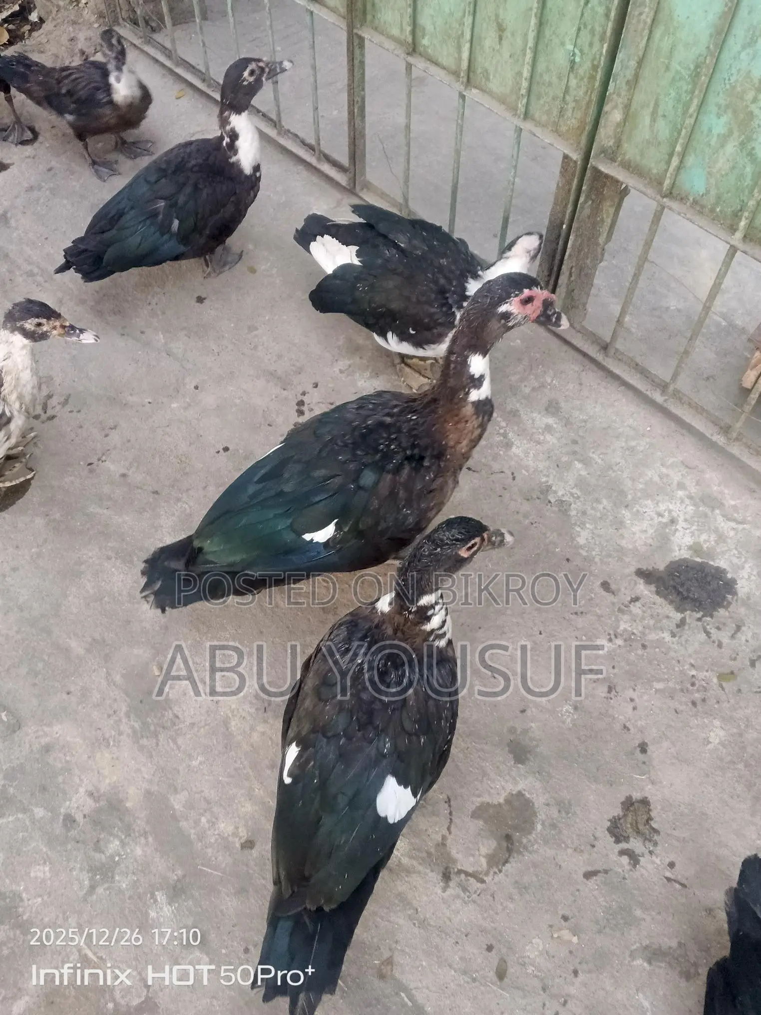 Male Muscovy Duck for Sale