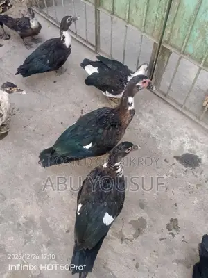Male Muscovy Duck for Sale