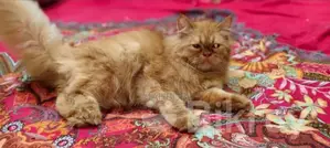 3-6 Months Female Purebred Persian