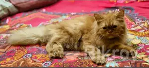 3-6 Months Female Purebred Persian