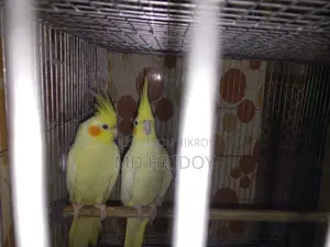 বড় সাইজের গ্রে ককাটেল মেল ও ফিমেল