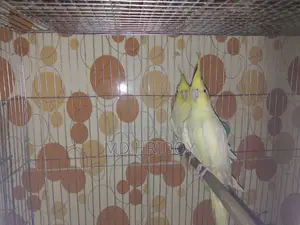 বড় সাইজের গ্রে ককাটেল মেল ও ফিমেল