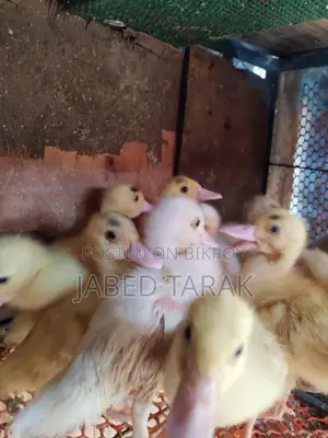 White Chinese Ducklings for Sale