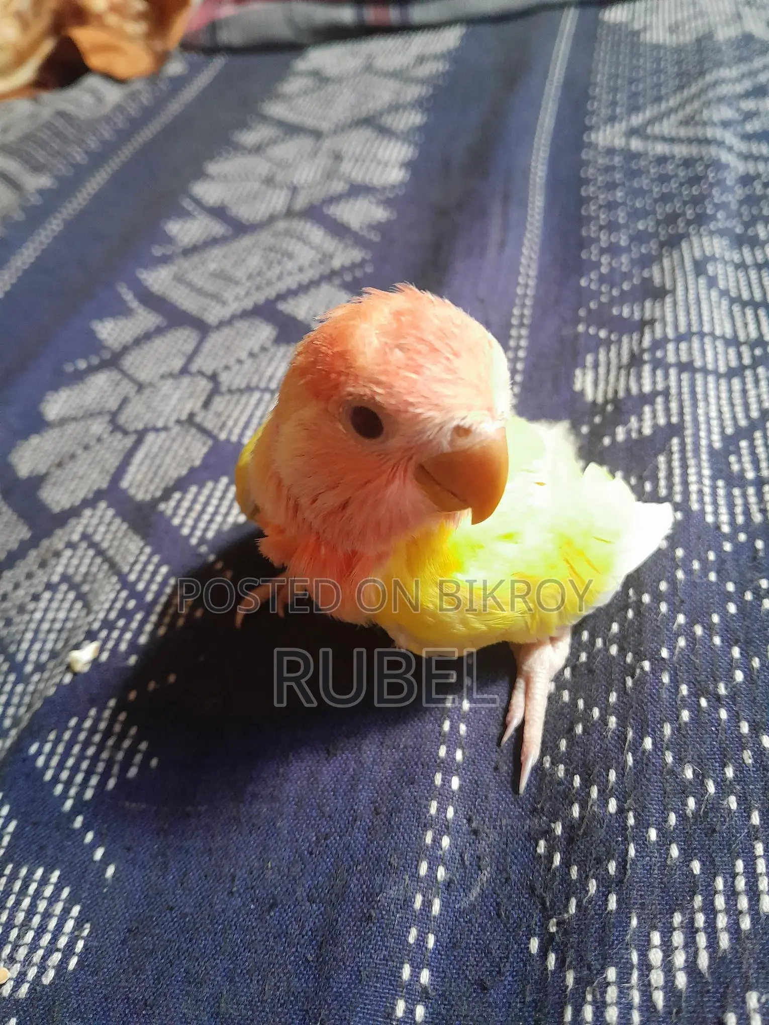 Love Bird Tame Size Baby
