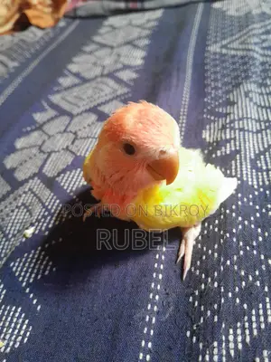Love Bird Tame Size Baby
