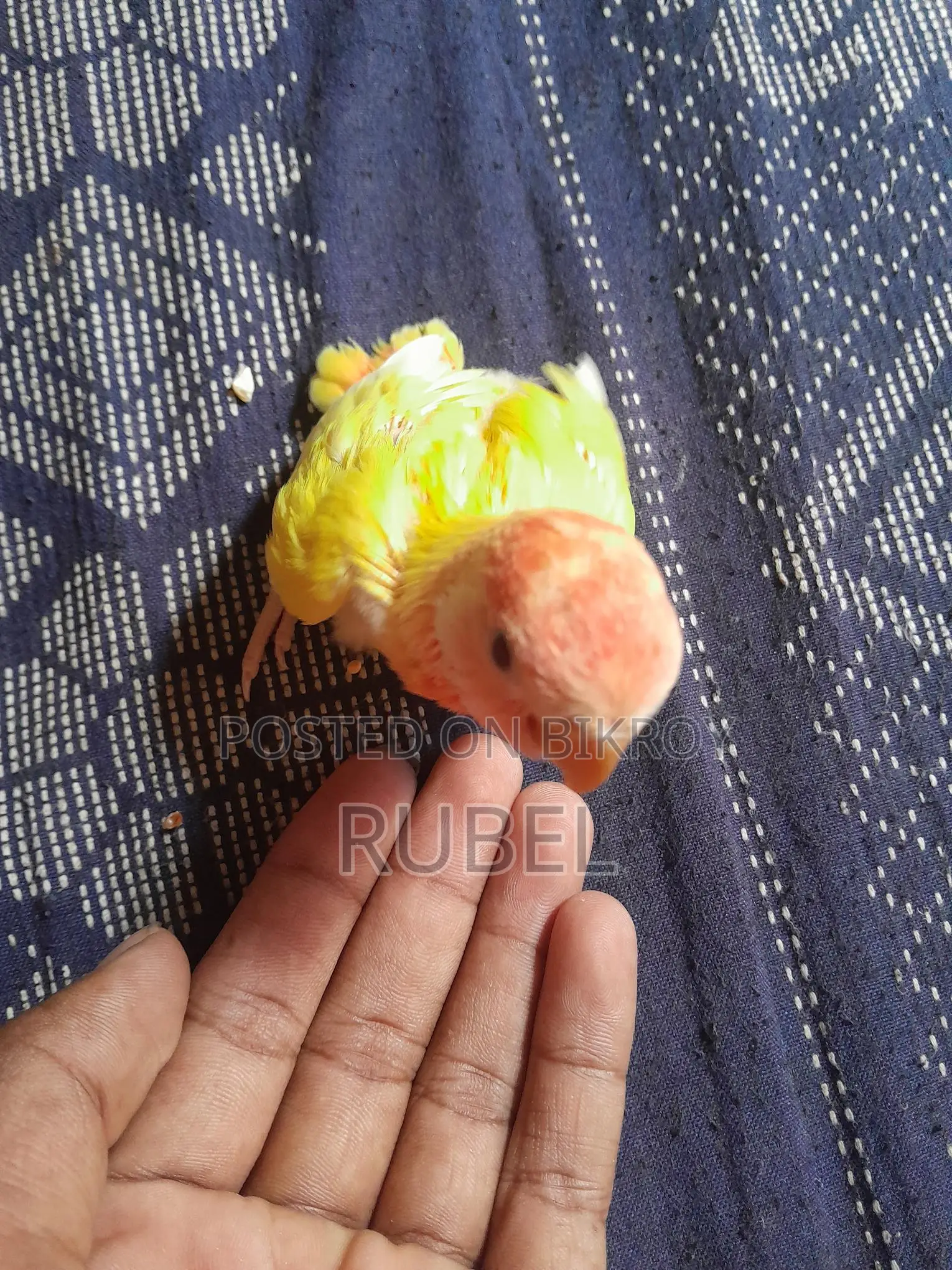 Love Bird Tame Size Baby