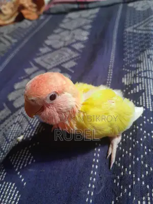 Love Bird Tame Size Baby