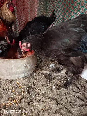 Sonali Chicken