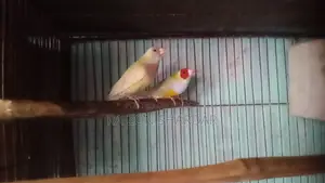 Gouldian Finch Running Pair