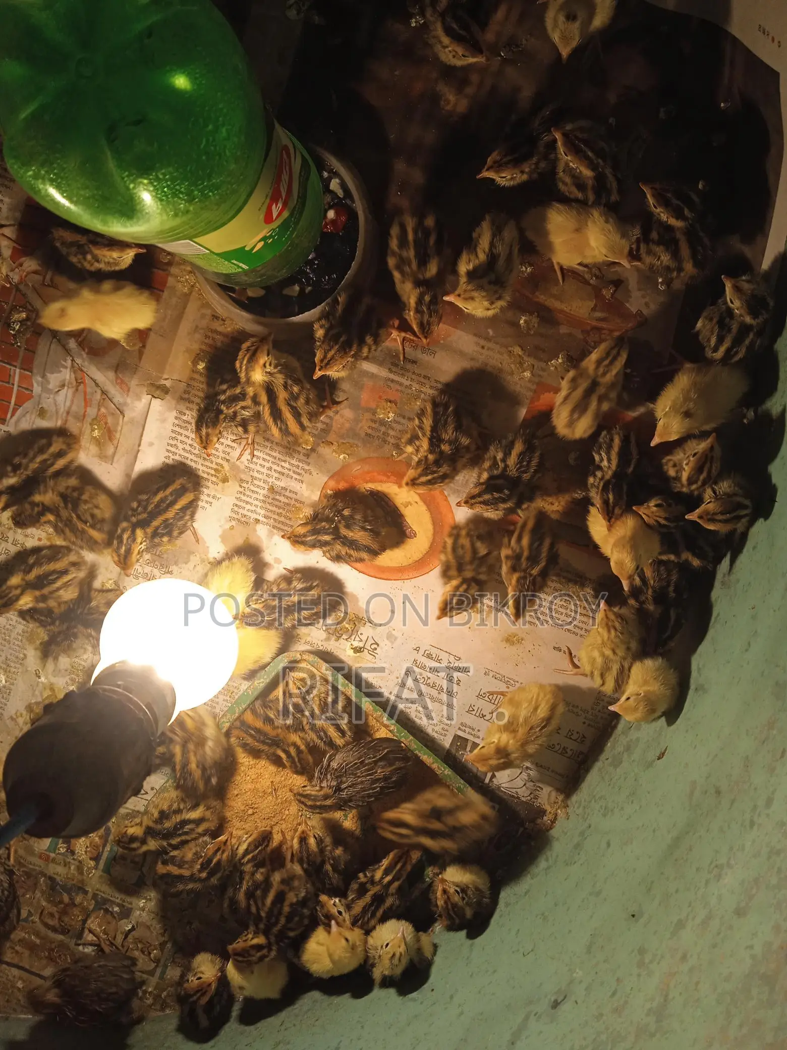 কোয়েল পাখির বাচ্চা