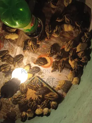 কোয়েল পাখির বাচ্চা