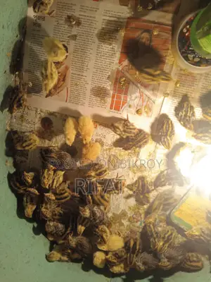 কোয়েল পাখির বাচ্চা