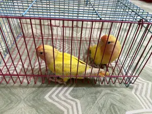 Love Bird