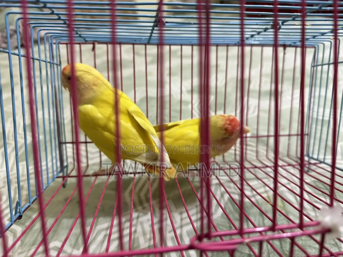 Love Bird