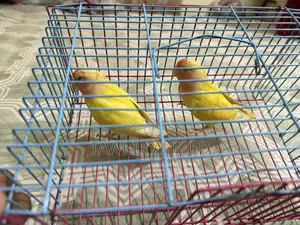 Love Bird