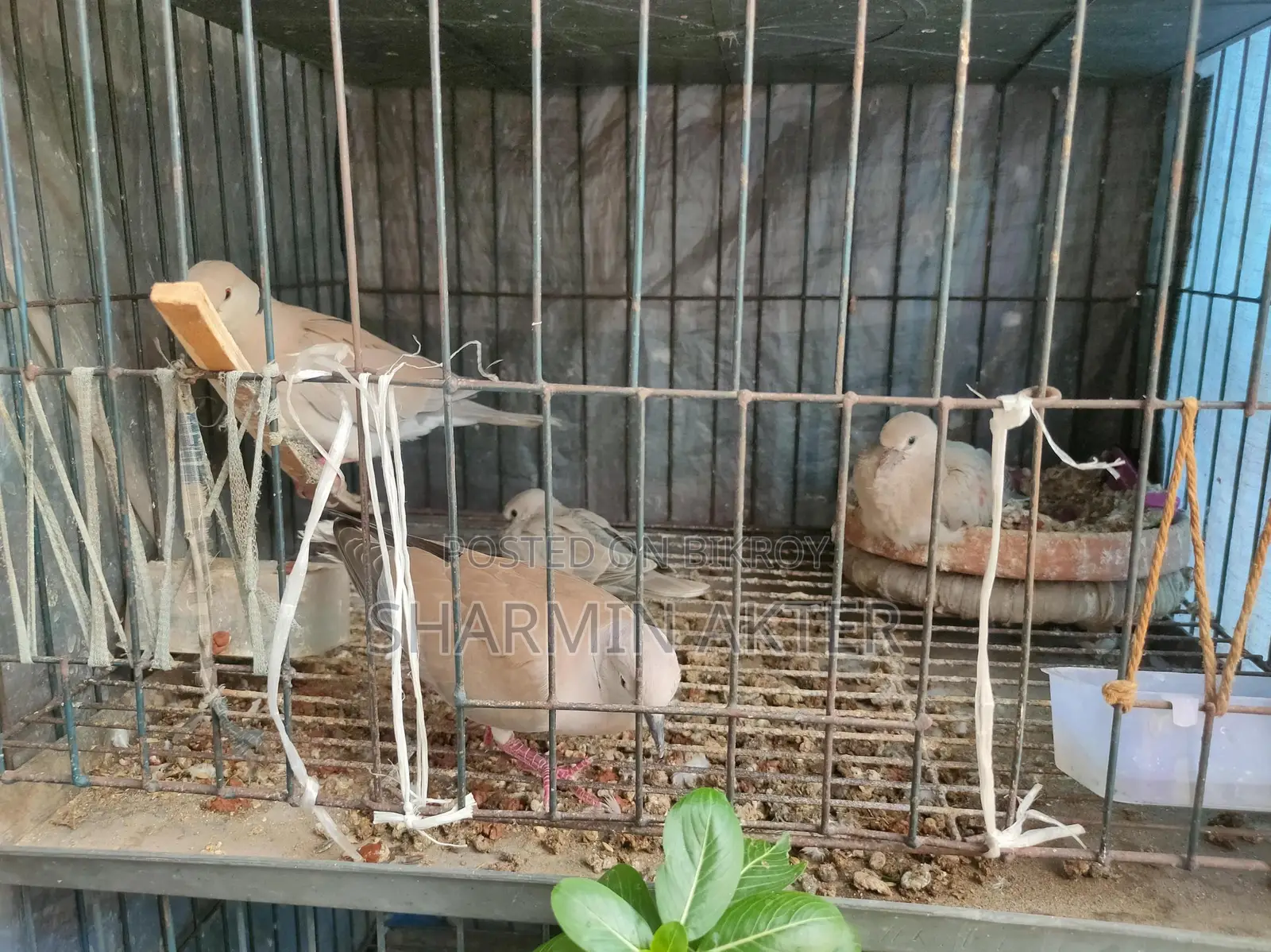 Australian Ring Dove