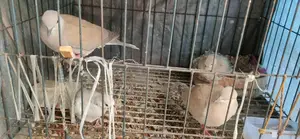 Australian Ring Dove