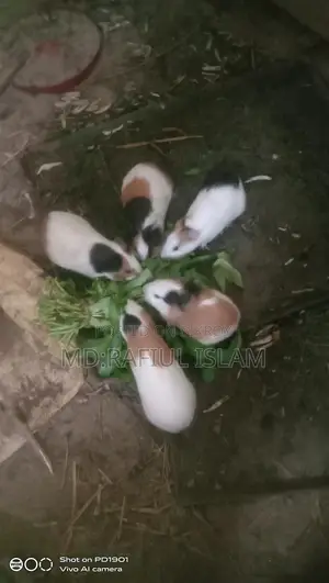 Rabbit sale