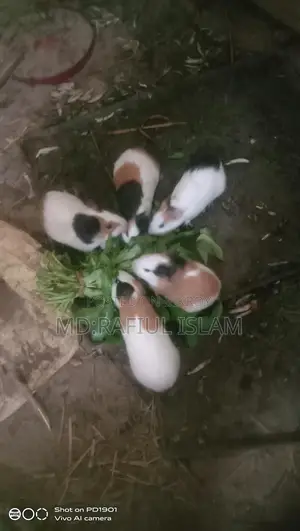 Rabbit sale