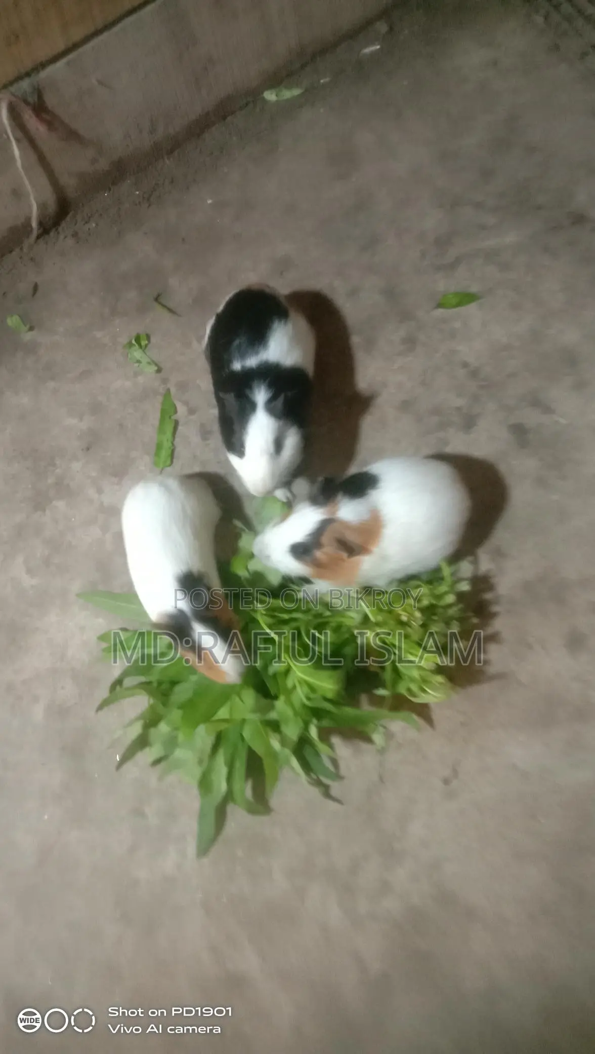 Rabbit sale