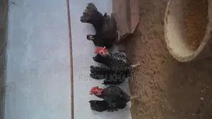 চায়নিজ সেরামা মোরগ