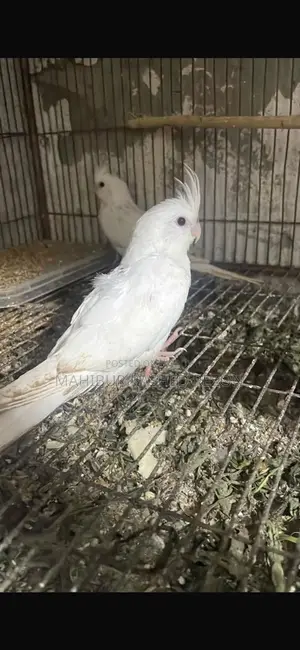 Cokateil Albino