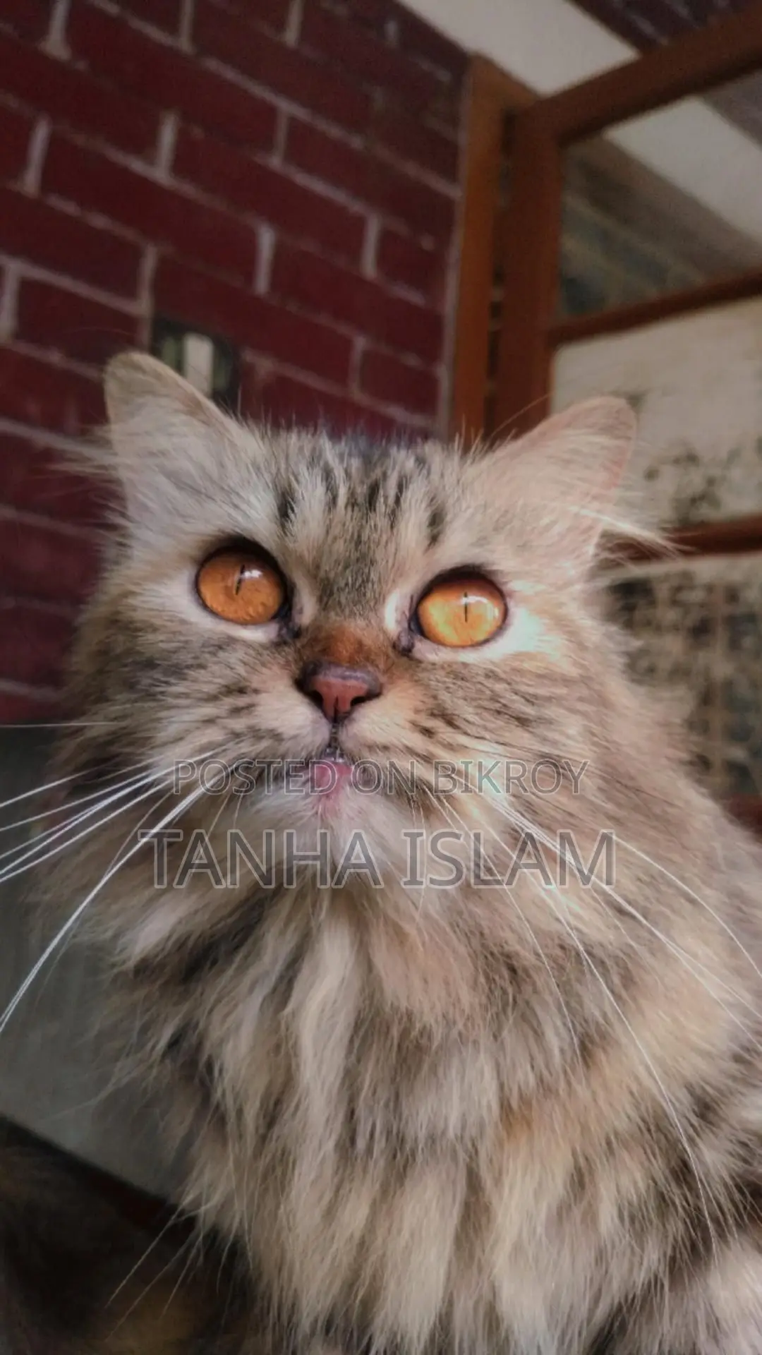 Parsian Cat