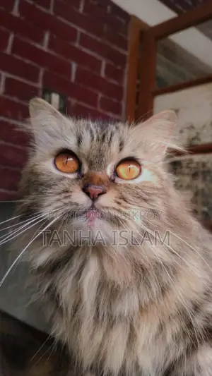 Parsian Cat
