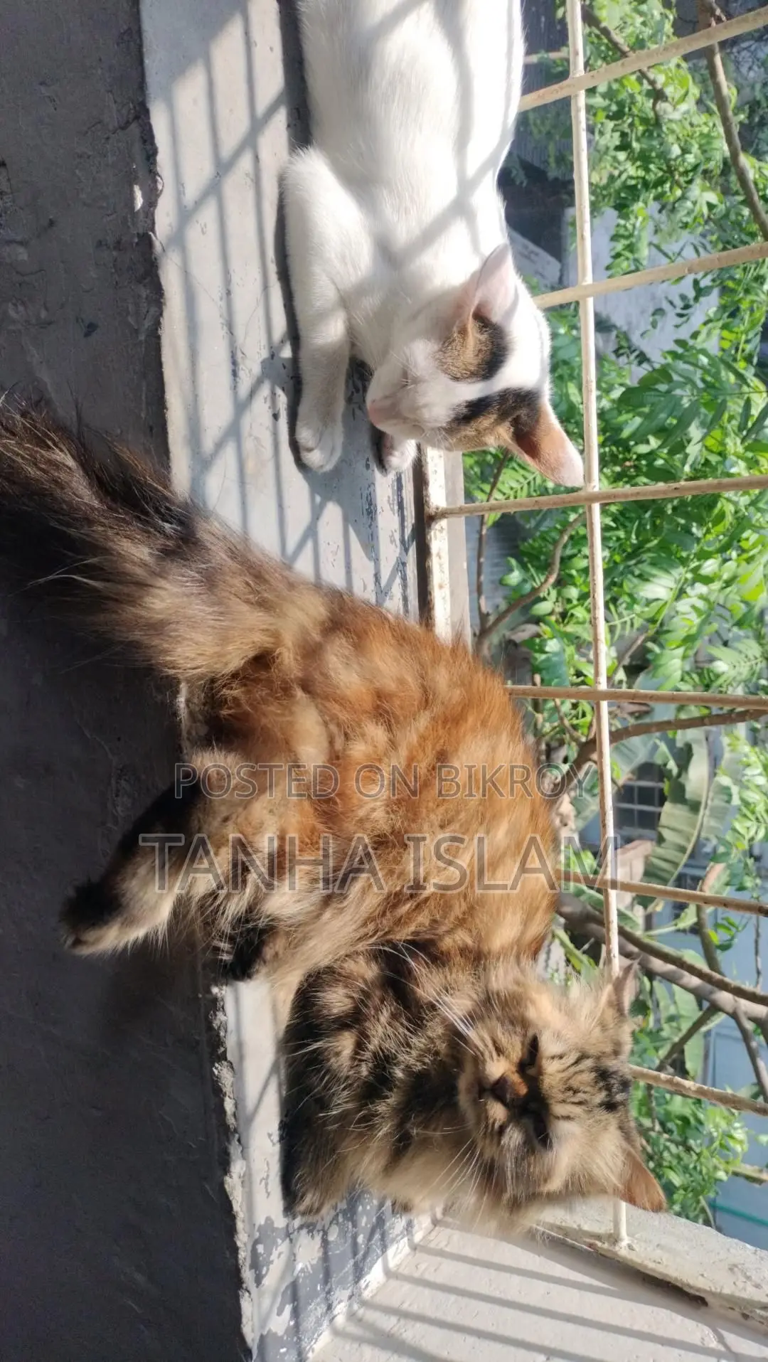 Parsian Cat