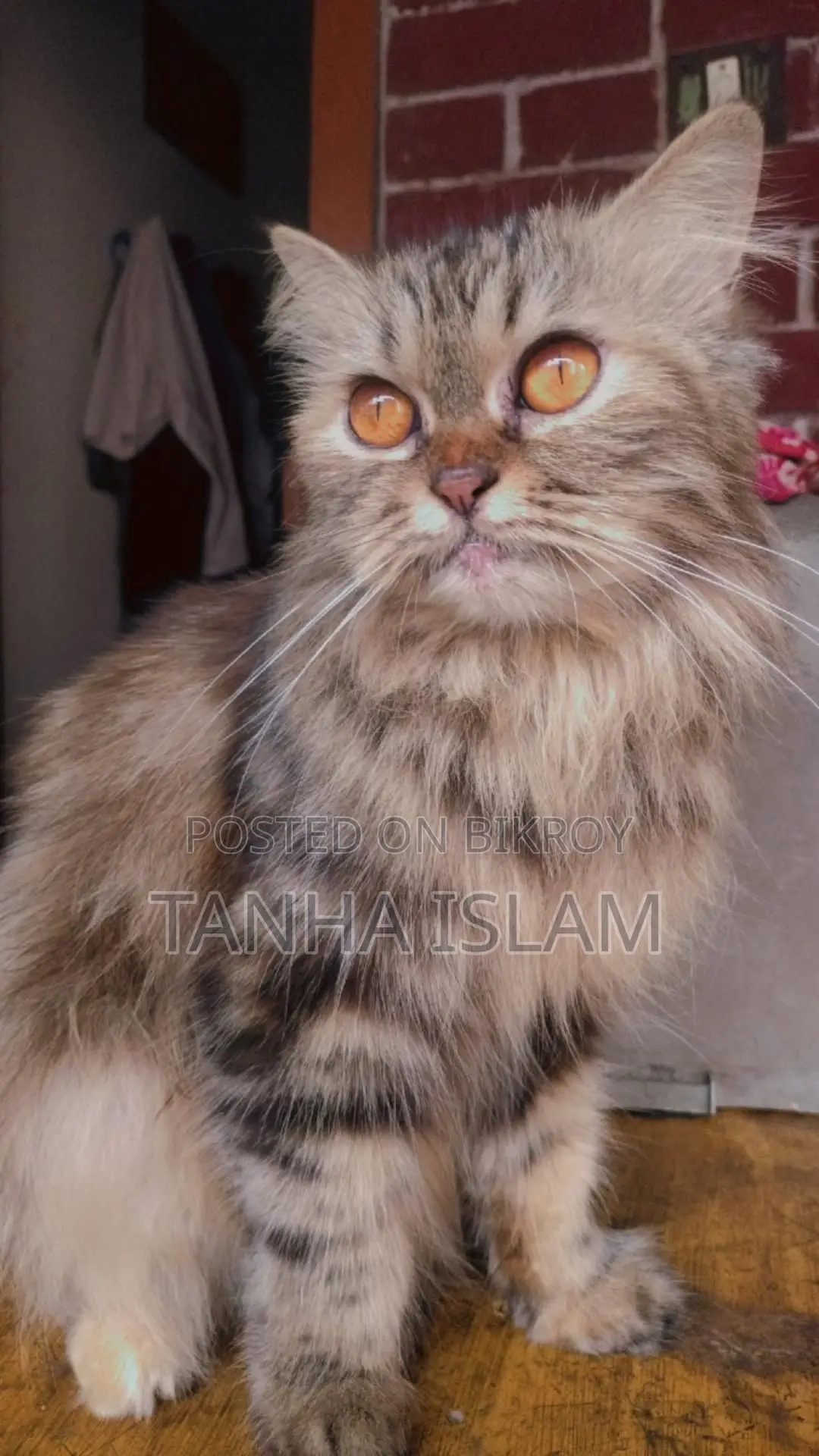 Parsian Cat