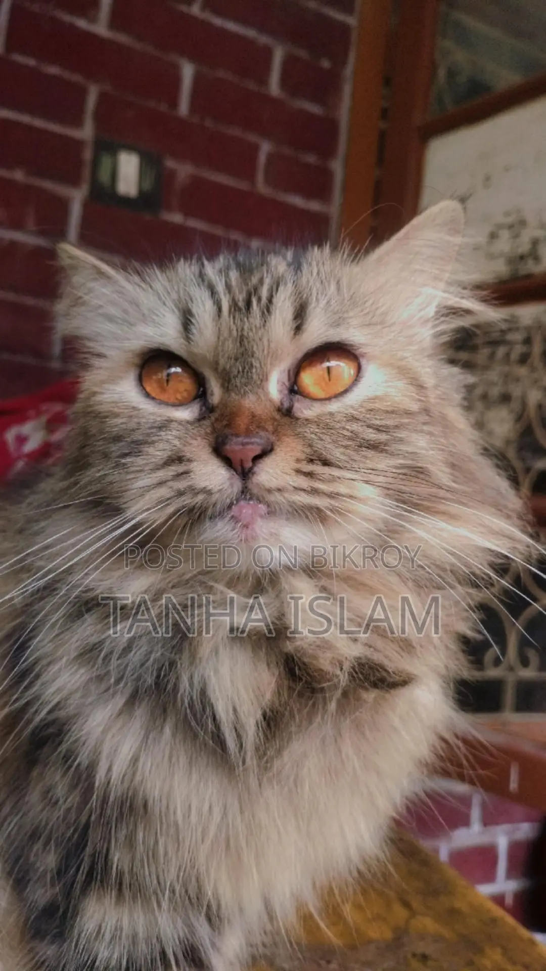 Parsian Cat