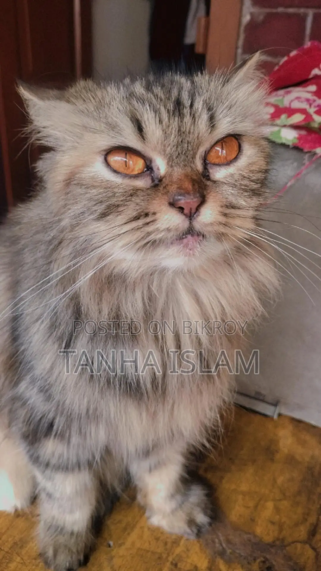 Parsian Cat