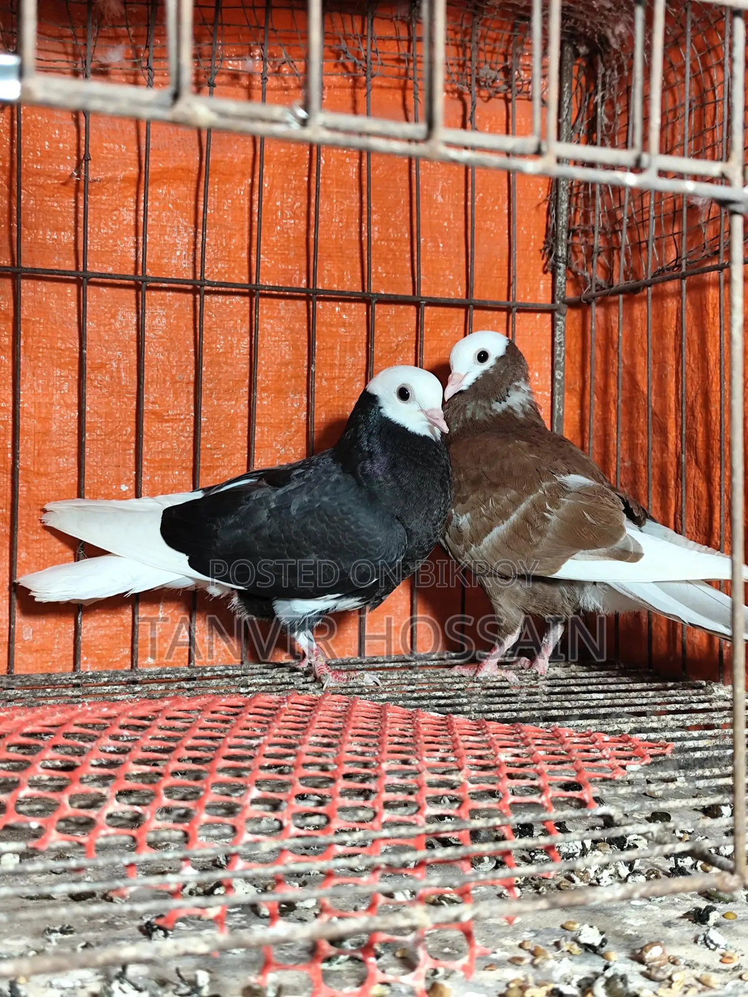 Barmingharm Rollar Baby Pair
