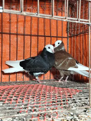 Barmingharm Rollar Baby Pair