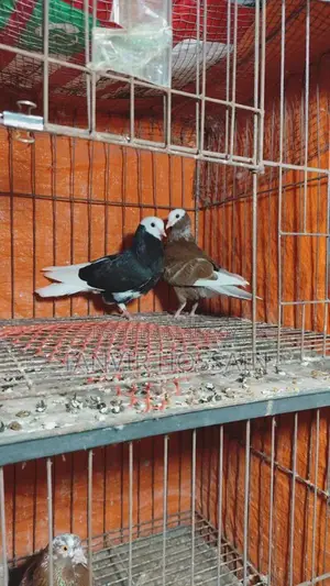 Barmingharm Rollar Baby Pair