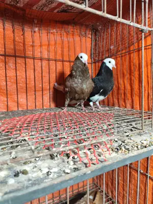 Barmingharm Rollar Baby Pair