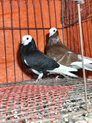 Barmingharm Rollar Baby Pair
