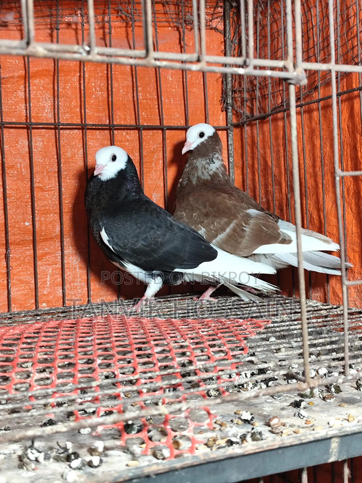 Barmingharm Rollar Baby Pair